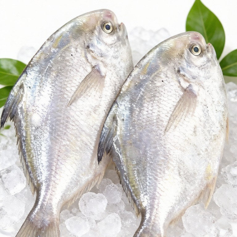 Wild Caught Silver Pomfret - view 2