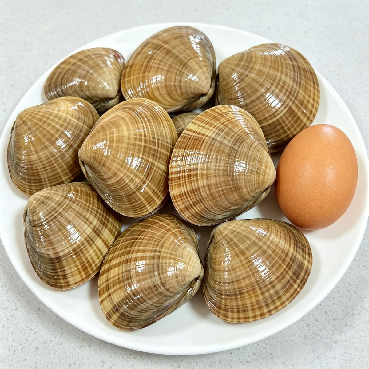 Large Live Wenbei Clams - view 1
