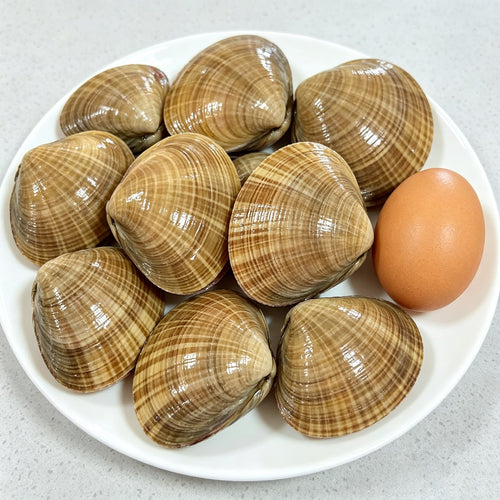 Large Live Wenbei Clams - view 1